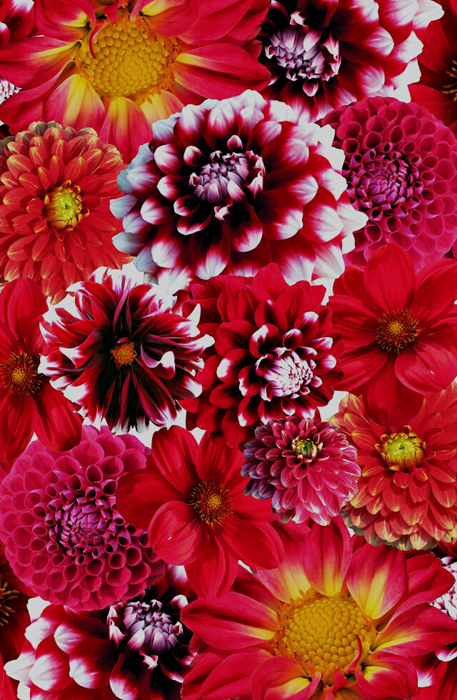 メイン画像1枚目